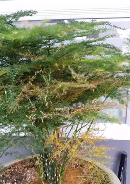 康乃馨黄叶原因分析（康乃馨叶子发黄的原因及对策）