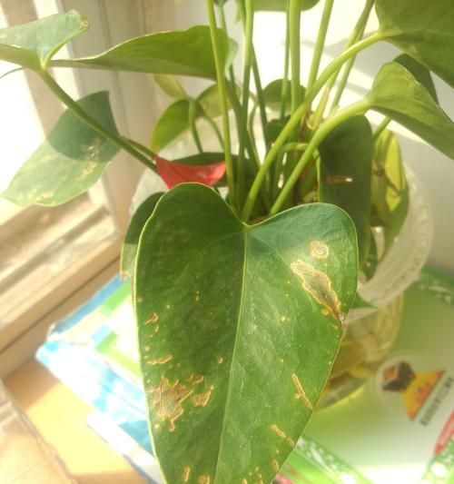 康乃馨黄叶原因分析（康乃馨叶子发黄的原因及对策）