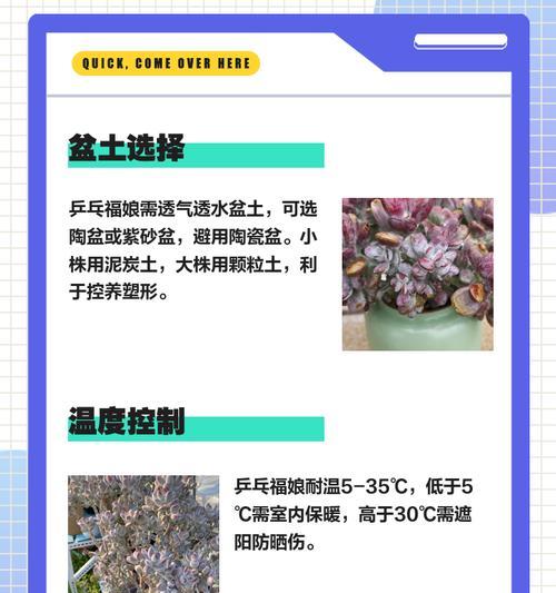 乒乓福娘出锦条件和方法（探秘如何让乒乓福娘成为锦标赛冠军）