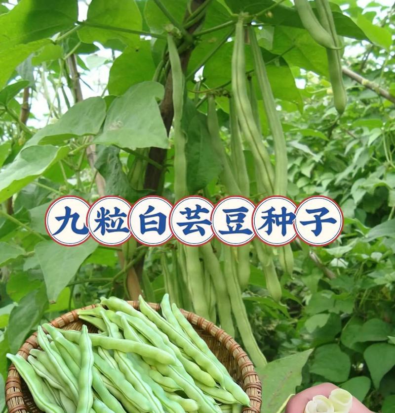 春季芸豆种植详解（时间、方法、育苗、施肥、防病、收获、储存、品种选择）