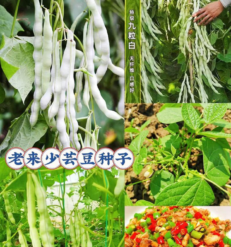 春季芸豆种植详解（时间、方法、育苗、施肥、防病、收获、储存、品种选择）