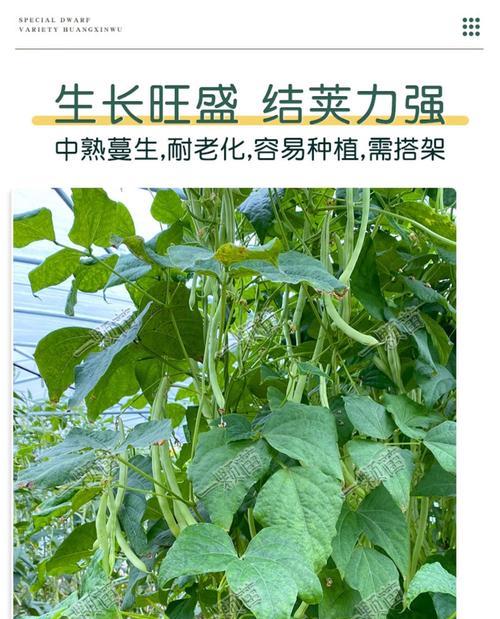 春季芸豆种植详解（时间、方法、育苗、施肥、防病、收获、储存、品种选择）