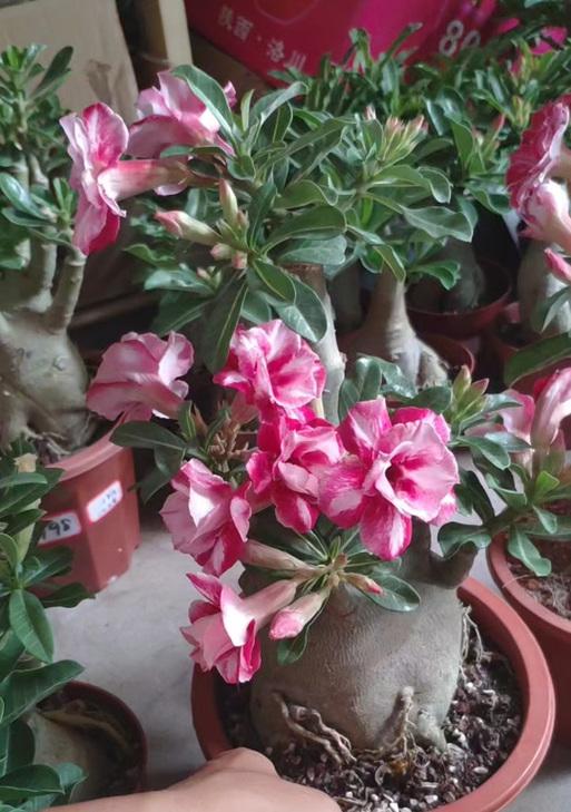 盘龙香的开花时间和次数（研究盘龙香花期特点与开花规律）