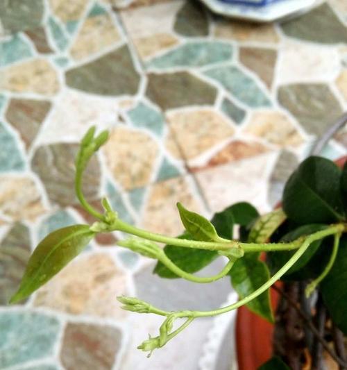 盘龙香的开花时间和次数（研究盘龙香花期特点与开花规律）