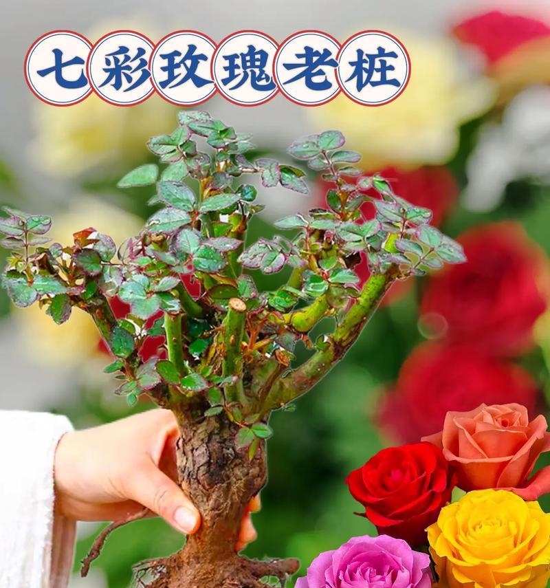 玫瑰花的理想摆放位置（如何创造最佳环境，让玫瑰花焕发生命力）