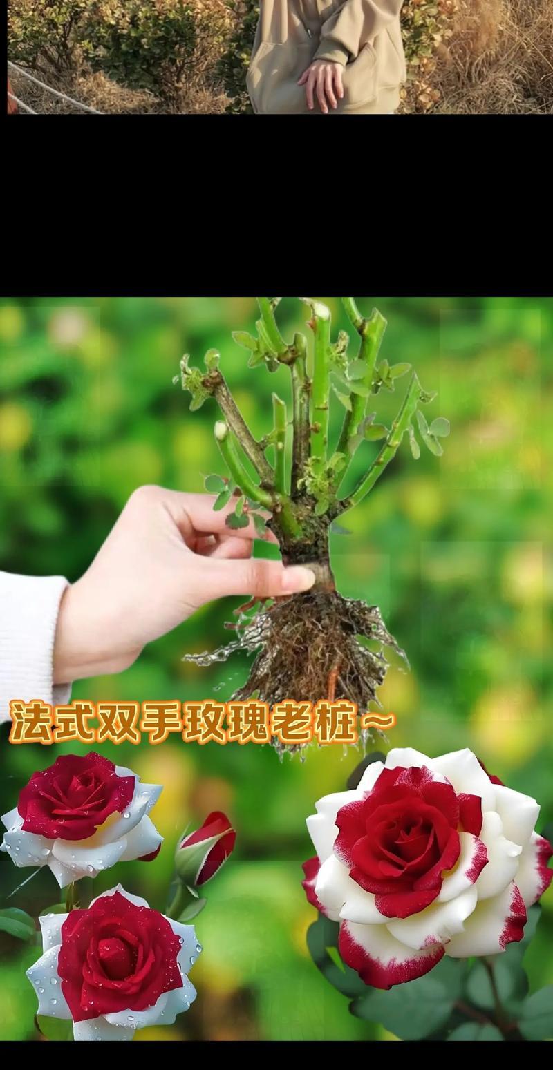 玫瑰花的理想摆放位置（如何创造最佳环境，让玫瑰花焕发生命力）