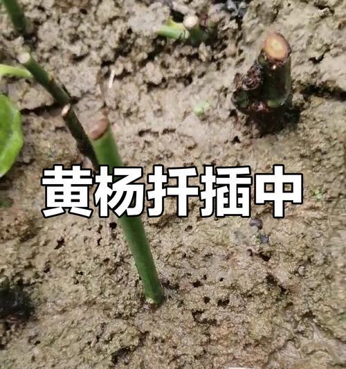 杨梅扦插繁殖的方法与技巧（从扦插前准备到管理养护，一步步教你成功扦插杨梅）