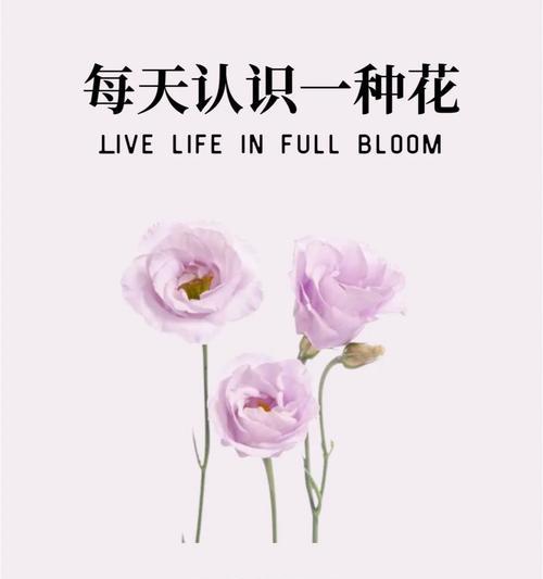 离别的爱情之花语（揭秘花语中蕴含的感情密码，诠释离别的爱情故事）