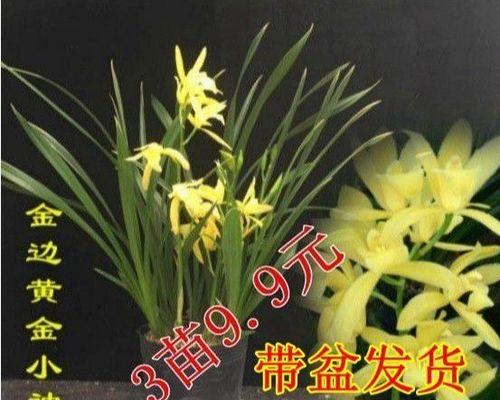 兰花小神童的开花频率（探究兰花小神童一年能开几次花）