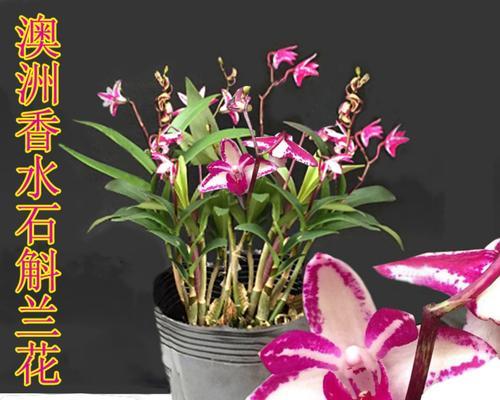 兰花小神童的开花频率（探究兰花小神童一年能开几次花）