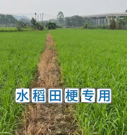 水稻种子的生产过程（从选种到繁殖，探究水稻种子的生产过程）