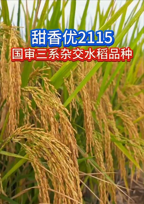水稻种子的生产过程（从选种到繁殖，探究水稻种子的生产过程）