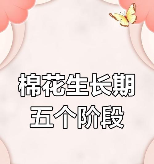 棉花的成熟期及相关知识（了解棉花成熟期的重要性与影响因素）