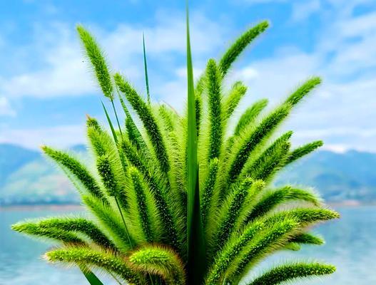 探究狗尾草的草本属性（从形态到生态，了解狗尾草的特点）