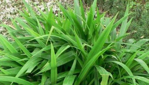 探究狗尾草的草本属性（从形态到生态，了解狗尾草的特点）