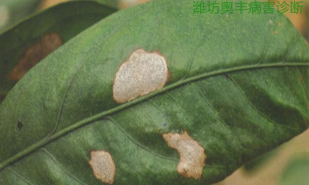 杏树炭疽病的预防与治疗（炭疽病的发病原因及防治方法）
