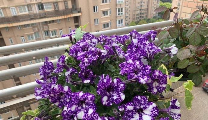 矮牵牛如何施肥？（矮牵牛肥料选择及施肥技巧）