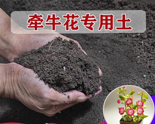 矮牵牛如何施肥？（矮牵牛肥料选择及施肥技巧）