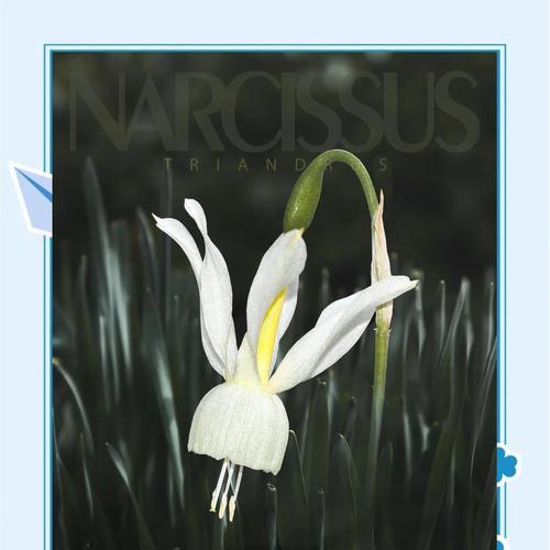 龙船花的冬季管理（如何让龙船花度过严寒冬季）