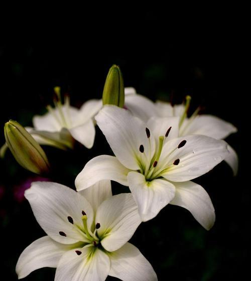 白色百合花的花语和寓意（探秘白色百合花的世界）