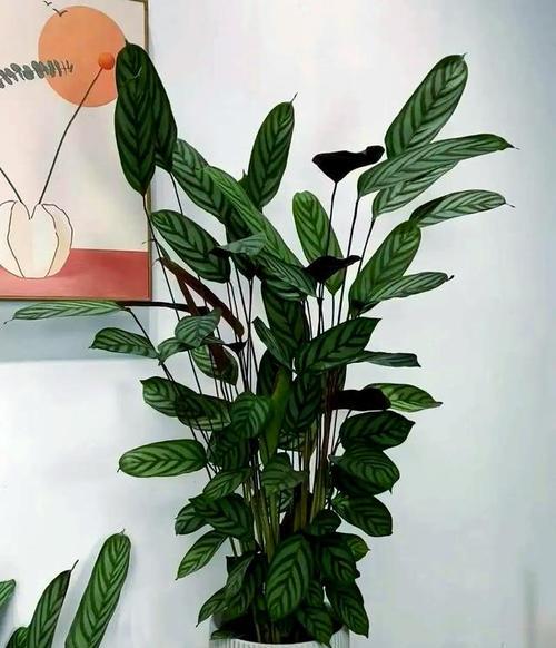 不需要阳光的室内盆栽推荐（15种适合放在阴暗房间的植物）