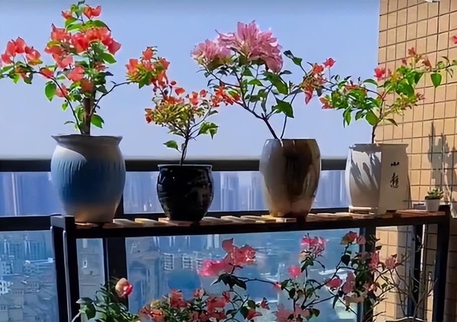 小花盆适合种什么花？——打造小清新的小花园（选择适宜的花卉品种，让你的小花盆变成美丽的景点）