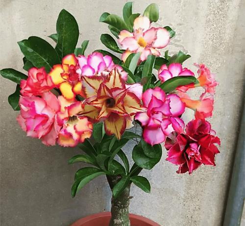 小花盆适合种什么花？——打造小清新的小花园（选择适宜的花卉品种，让你的小花盆变成美丽的景点）