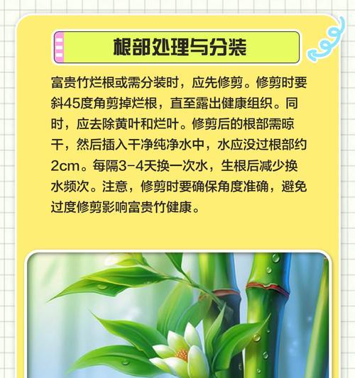 富贵竹叶子卷边的原因及解决方法——如何应对富贵竹叶子卷边问题