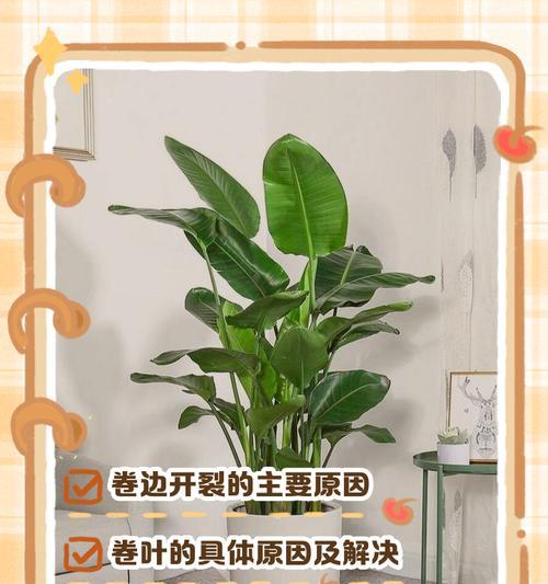 富贵竹叶子卷边的原因及解决方法——如何应对富贵竹叶子卷边问题