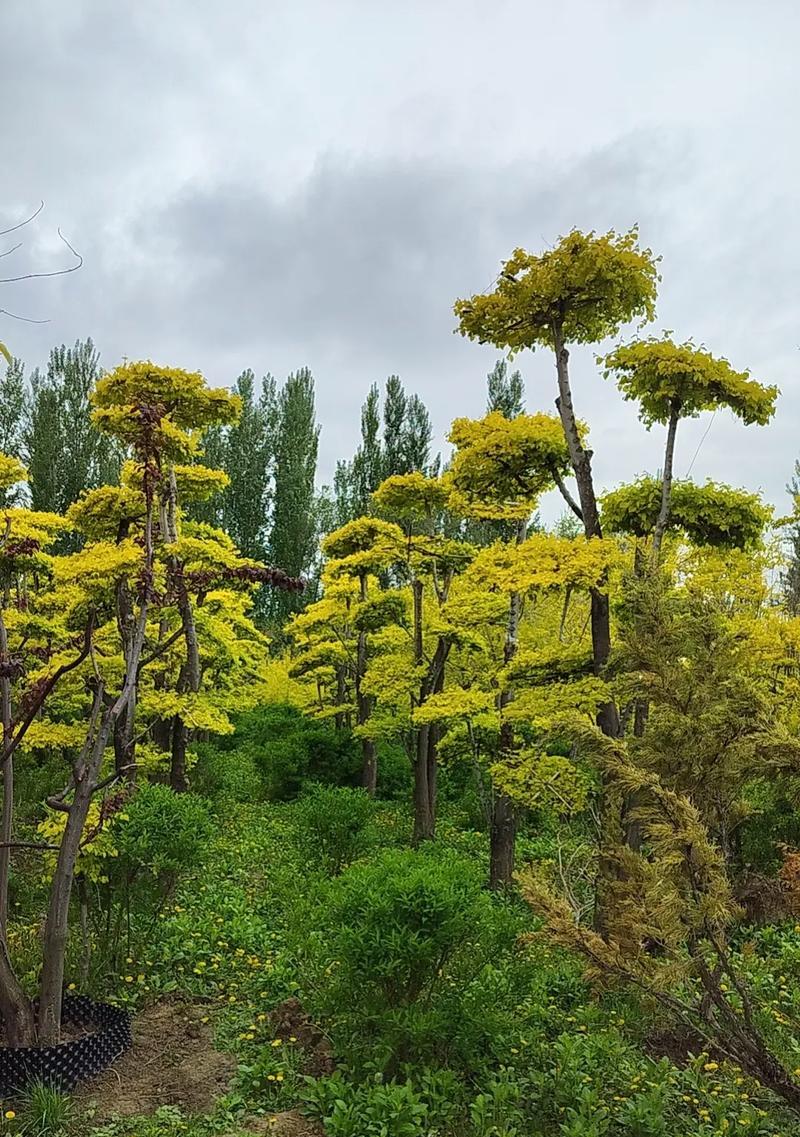 打造一个美丽的庭院植物世界（植物园林设计、植物科学研究与实践）