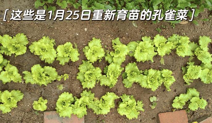 生菜的生长周期是多少天？（探究生菜从种子到成熟的全过程）