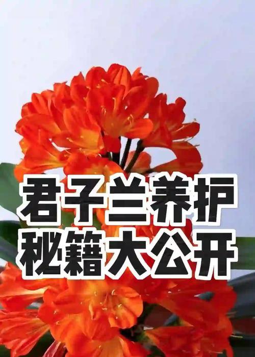 如何科学浇水，让你的君子兰更健康（君子兰浇水的时间和技巧，让你的花常开常美）