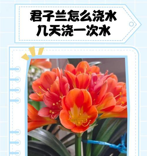 如何科学浇水，让你的君子兰更健康（君子兰浇水的时间和技巧，让你的花常开常美）