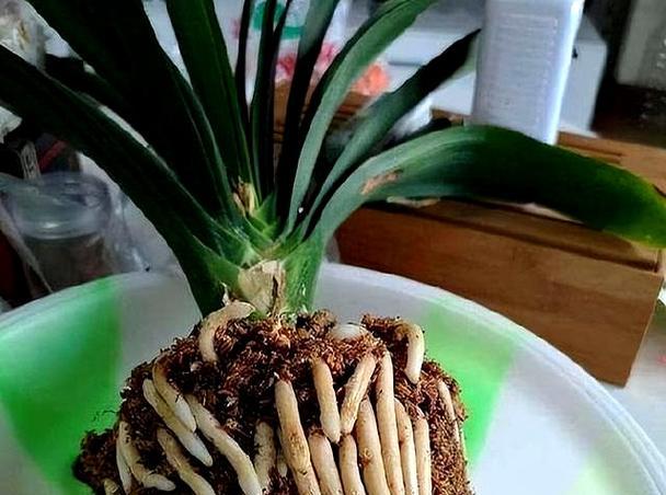 如何科学浇水，让你的君子兰更健康（君子兰浇水的时间和技巧，让你的花常开常美）