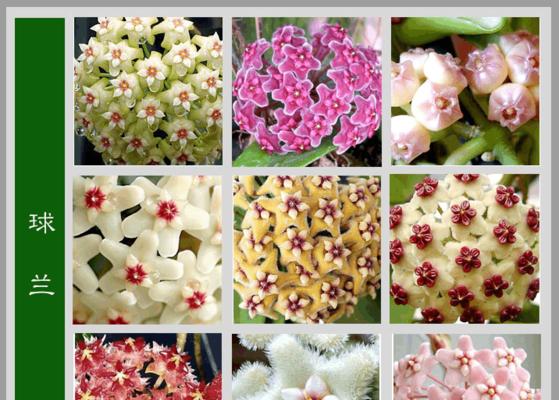 友情的花——花语传递真挚情谊（用花传递友谊，用心相守一生）