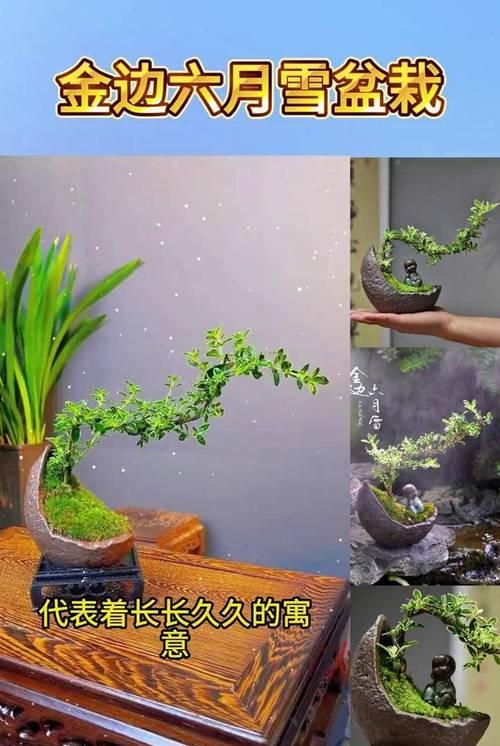 六月雪盆景的养护（注意事项和方法，让您的六月雪盆景茁壮生长）