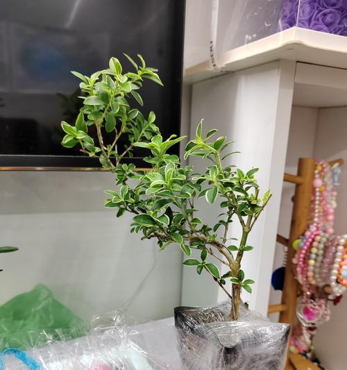 六月雪盆景的养护（注意事项和方法，让您的六月雪盆景茁壮生长）