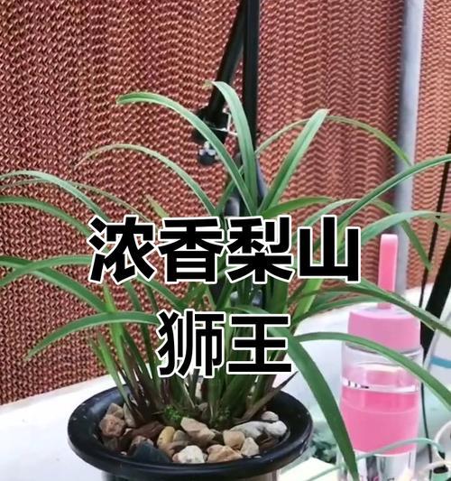 兰花花期管理全攻略（兰花花期的调节和关键技巧）