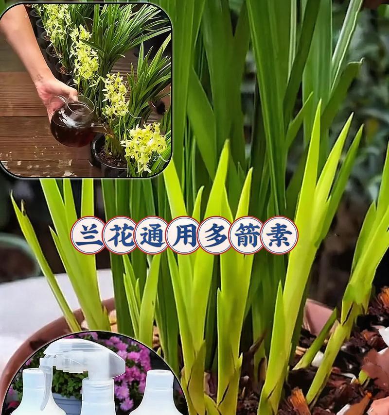 兰花花期管理全攻略（兰花花期的调节和关键技巧）