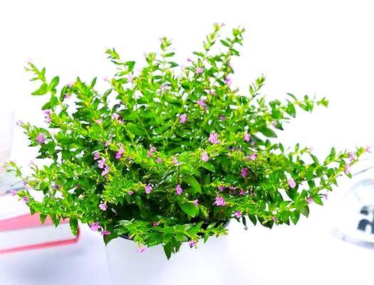满天星种植技巧详解（掌握最佳播种时间，打造花园美景）