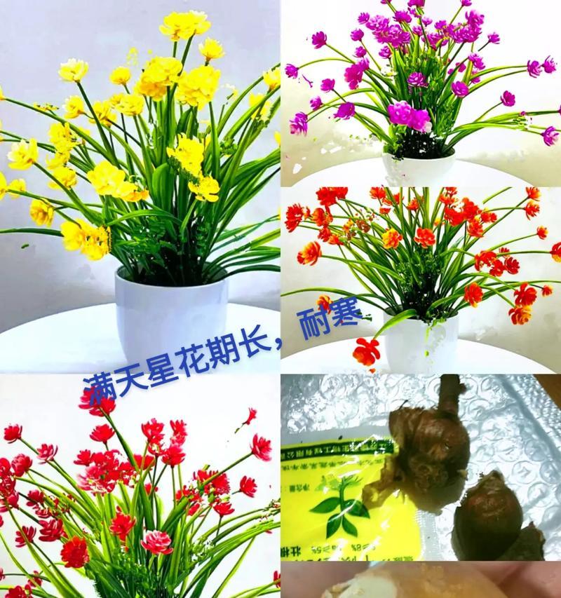 满天星种植技巧详解（掌握最佳播种时间，打造花园美景）