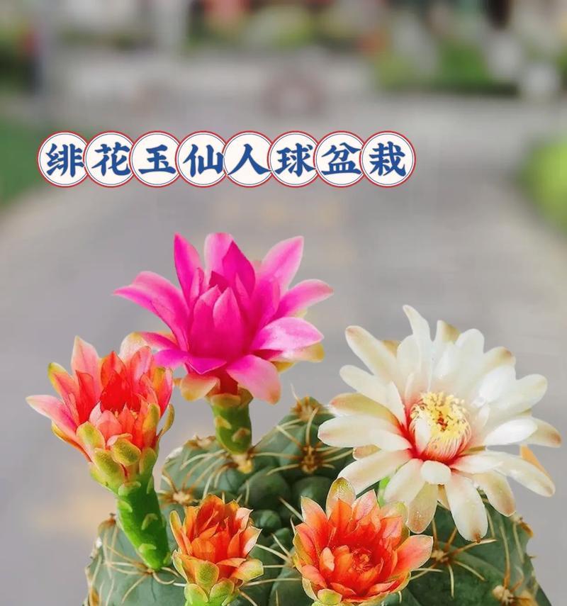 如何浇仙人球肥料，保持繁盛生长（掌握仙人球的肥料需求，合理浇水才能更好成长）