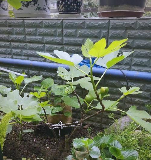 无花果缓苗时间与方法详解（提高无花果苗木成活率的实用技巧）