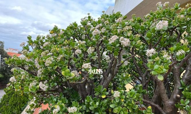 燕子掌是否会开花？——揭秘燕子掌的花期与花语（燕子掌的生长周期、环境要求与养护技巧）