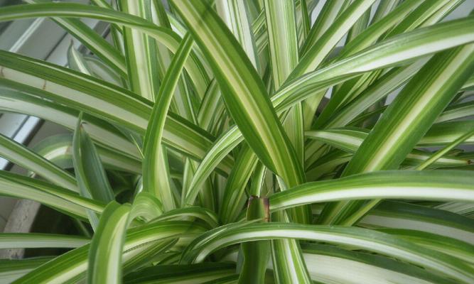 探究吊兰的植物分类（从外部特征到科学命名）