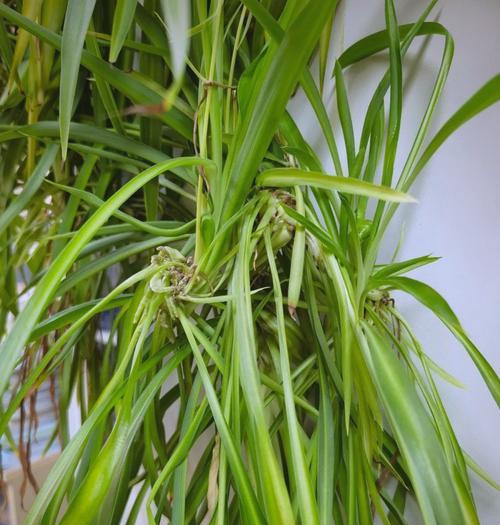 探究吊兰的植物分类（从外部特征到科学命名）