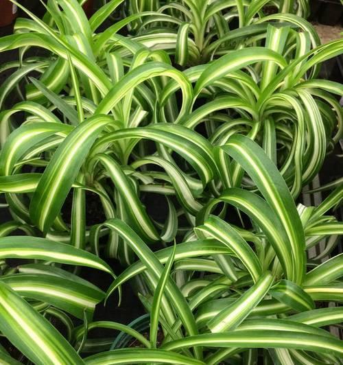 探究吊兰的植物分类（从外部特征到科学命名）