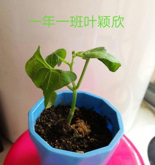 红豆发芽的过程详解（掌握红豆发芽的技巧，尝鲜红豆营养）