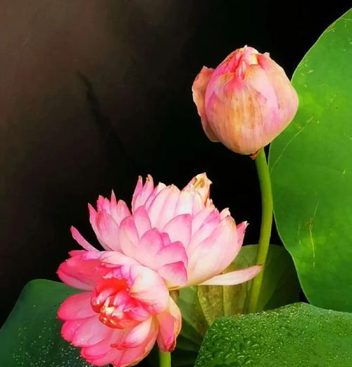 并蒂莲的花期和开花次数（一年开花两次的并蒂莲，你知道吗？）