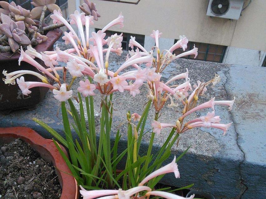 冬季耐寒的植物大全（15种适合在冬季生长的植物，让你家也暖洋洋）